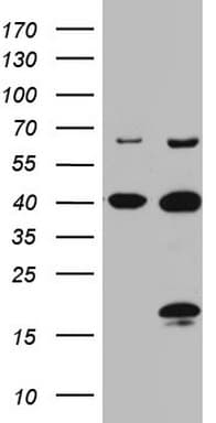 C4orf36 Antibody (clone OTI7A7, Carrier-free)