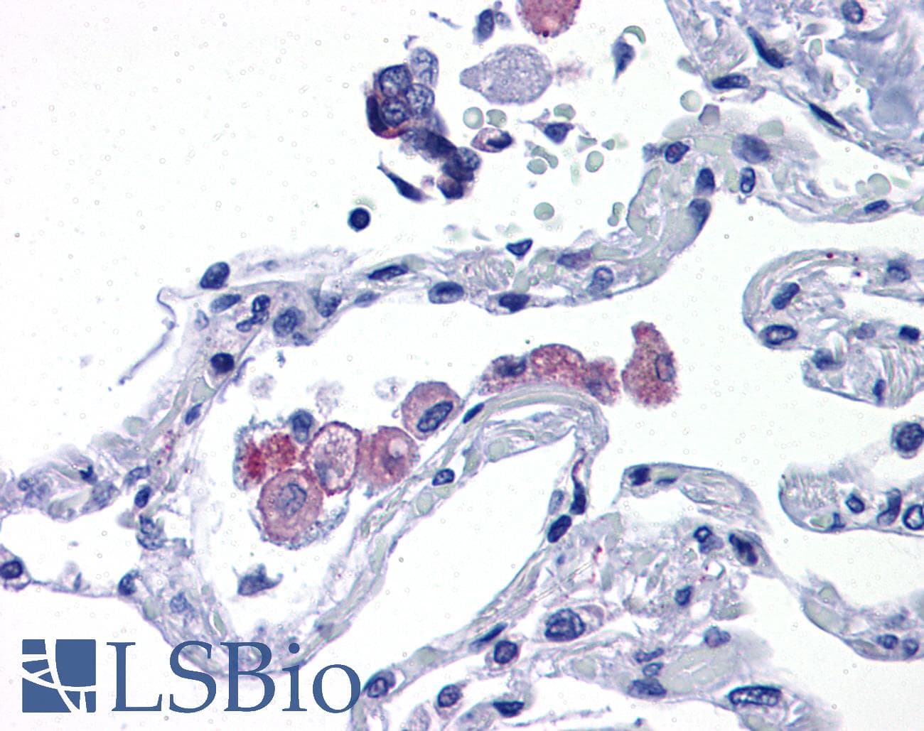 IHC-plus™ TLR7 / CD287 Antibody (aa900-950)