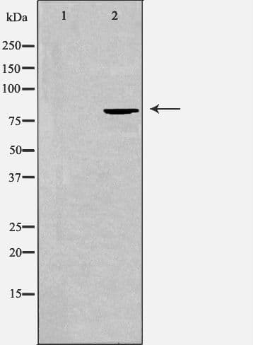SEMA4A / Semaphorin 4A Antibody