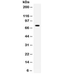 Polyclonal Rabbit anti-Human ZBTB7A / Pokemon Antibody (IHC, WB)