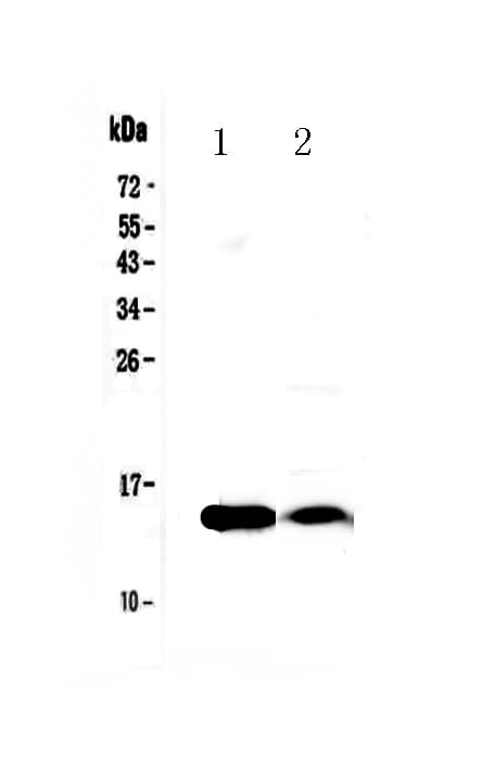 Monoclonal Rabbit anti-Rat FABP4 / AP2 Antibody (WB)