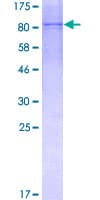 Human BLK Protein (Recombinant GST)