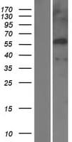 EGR4 / EGR-4 Protein (Over-Expression Lysate Myc-DDK (Flag))
