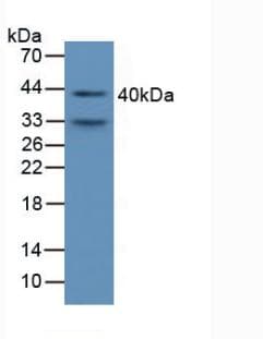 AMBP Antibody (aa18-202)