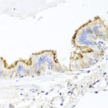 CD44 Antibody
