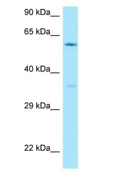 CDC40 Antibody (aa162-211)