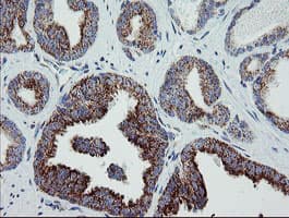MRPS27 Antibody (clone OTI6E5)