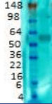 Monoclonal Mouse anti-Rat SLC17A6 / VGLUT2 Antibody (clone S29-29, IHC, WB)