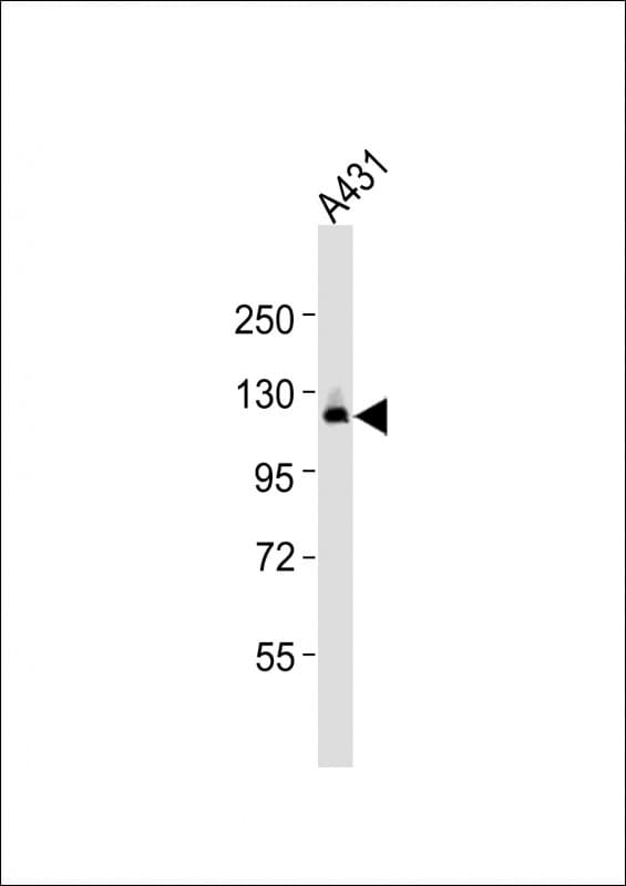 RBSN / Rabenosyn 5 Antibody (aa41-65)