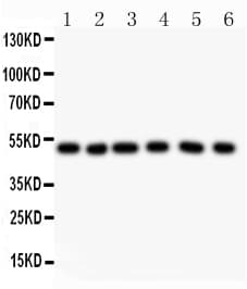 GFAP Antibody (aa93-432)