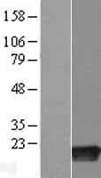 RIPPLY2 Protein (Over-Expression Lysate Myc-DDK (Flag))