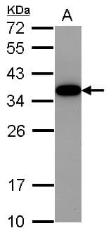 AKIRIN2 Antibody