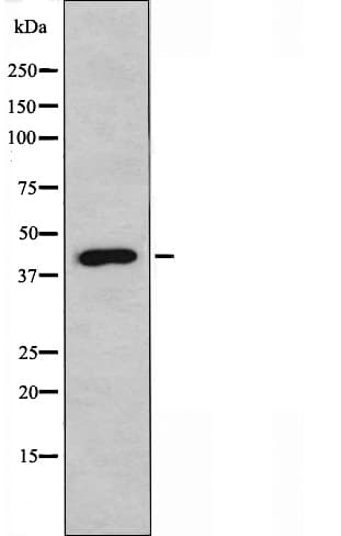 NDRG3 Antibody
