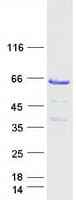 Human TOM1L1 Protein (Recombinant Myc-DDK (Flag))