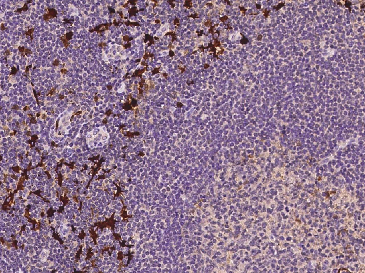 IDO1 / IDO Antibody (Preservative Free)