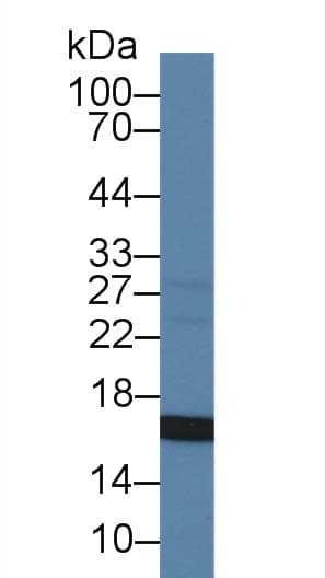CD105 Antibody (aa26-136)