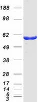 Human OXSR1 / OSR1 Protein (Recombinant Myc-DDK (Flag))
