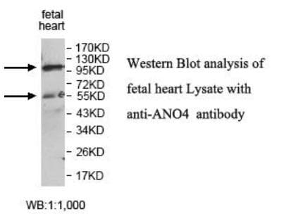 ANO4 Antibody (aa727-955)