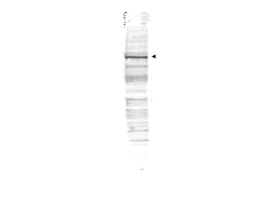Polyclonal Rabbit anti-Human CDC27 Antibody (IF, WB)