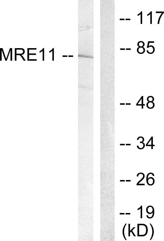 MRE11A / MRE11 Antibody (p264)