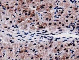 SQSTM1 Antibody (clone OTI1E9, Carrier-free)