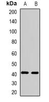 FBXO32 / Fbx32 Antibody