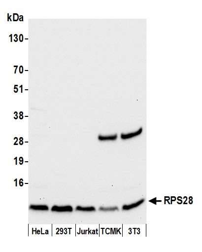 RPS28 / Ribosomal Protein S28 Antibody (aa19-69)