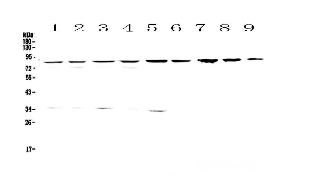 CD2AP Antibody