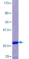 Human MOCS2 Protein (Recombinant GST)