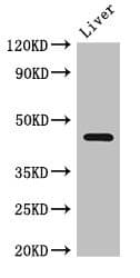 NGFR / CD271 / TNR16 Antibody