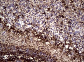 Vimentin Antibody (clone OTI5C10)
