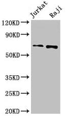 CDC6 Antibody