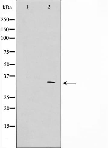 APC Antibody (phospho-Ser2054)