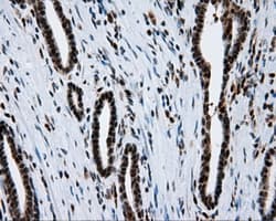 BAP / SIL1 Antibody (clone OTI1F9)