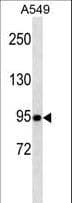 Monoclonal Mouse anti-Human TLE1 / TLE 1 Antibody (aa199-228, WB)