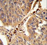 PEX16 Antibody (aa247-275)