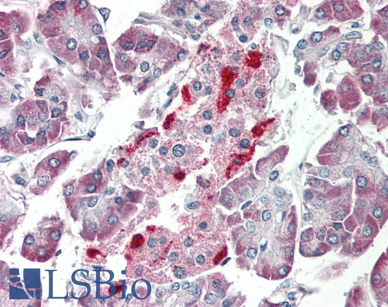 SCGN / Secretagogin Antibody (C-Terminus)
