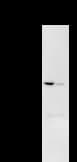 DDX27 Antibody (clone 2251C2a)