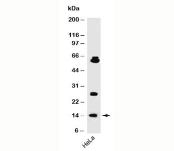 SUMO1 / SMT3 Antibody (clone SM1/495, Azide-free, BSA-free)