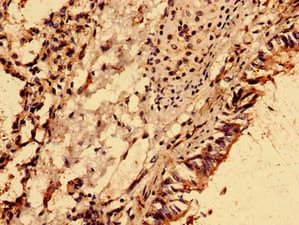 NME6 Antibody