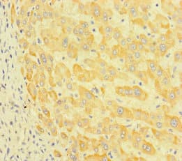 P3H2 / LEPREL1 Antibody