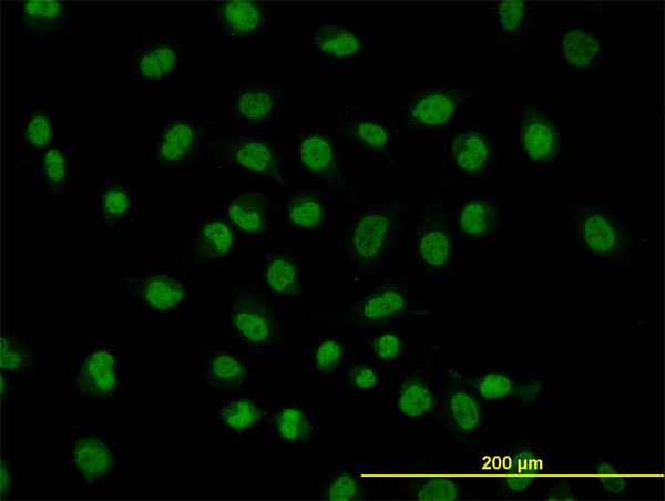 SRSF10 / FUSIP1 Antibody (clone 1A6)