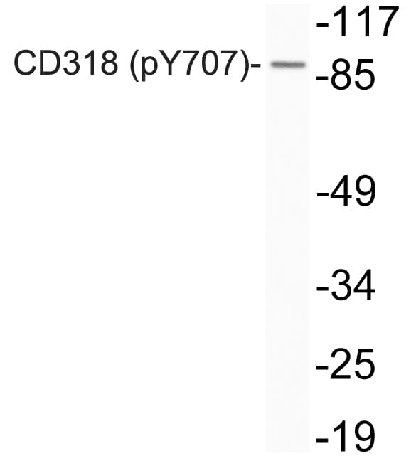 CDCP1 Antibody (phospho-Tyr707)