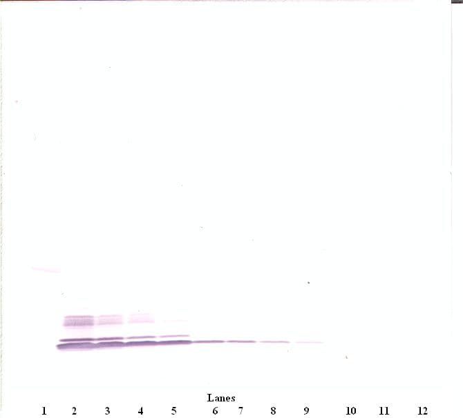 CCL3 / MIP-1-Alpha Antibody