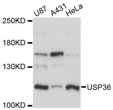 USP36 Antibody