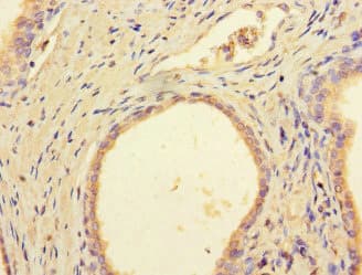 DCAF8 / WDR42A Antibody