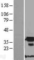FNDC9 Protein (Over-Expression Lysate Myc-DDK (Flag))