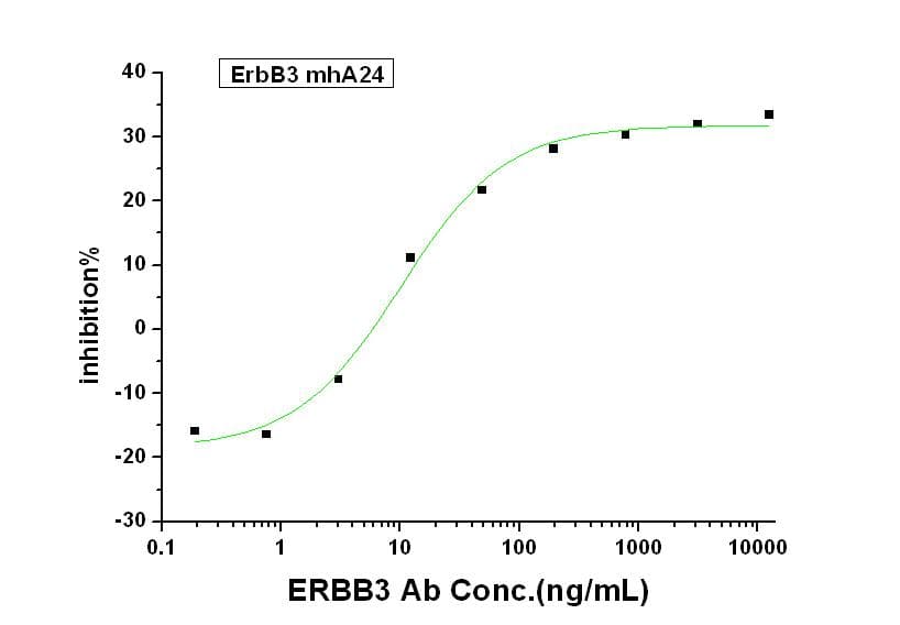 Monoclonal Mouse anti-Human ERBB3 / HER3 Antibody (clone mhA24, Preservative Free)