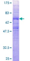 Human ACKR2 / CCR10 / D6 Protein (Recombinant GST)