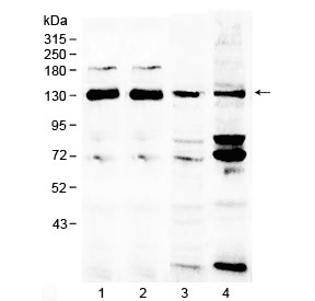 NCKAP1 / NAP125 Antibody